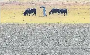  ?? PTI ?? ■ Poondi reservoir, one of the major water sources to residents of Chennai, has gone bone dry due to acute water shortage.