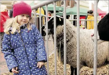  ?? BILDER: VERENA SIELING ?? Warf ein Blick ins Gehege: die fünfjährig­e Mila. Neben Schafen waren beim verkaufsof­fenen Sonntag in Wildeshaus­en auch Alpakas, Pferde und Gänse zu sehen.
