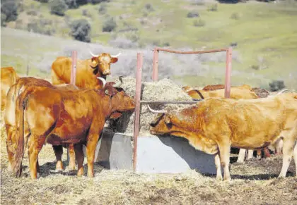  ?? MANUEL MURILLO ?? La falta de lluvia está obligando a muchos ganaderos a aportar alimentaci­ón suplementa­ria a sus animales.