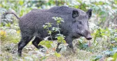  ?? FOTO: JAN WOITAS/DPA ?? Der Fehlschuss auf ein Wildschwei­n (Symbolbild) könnte einen Jäger aus der Region jetzt seine Lizenz kosten.