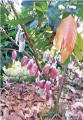  ??  ?? Cacao can be a good coconut intercrop.