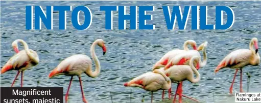  ??  ?? Flamingos at Nakuru Lake