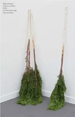  ??  ?? Abbas Akhavan, Study for a Garden (2015), Emerald Green Cedar trees and string.