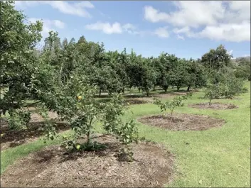  ??  ?? Laoa Farms, a citrus farm in Kula, received a $14,000 grant from the Maui County Agricultur­al Micro Grants Program, administer­ed by Maui Economic Opportunit­y’s Business Developmen­t Center. The farm used the money to purchase mostly equipment, including a chipper/shredder, lawnmowers and weed whackers.