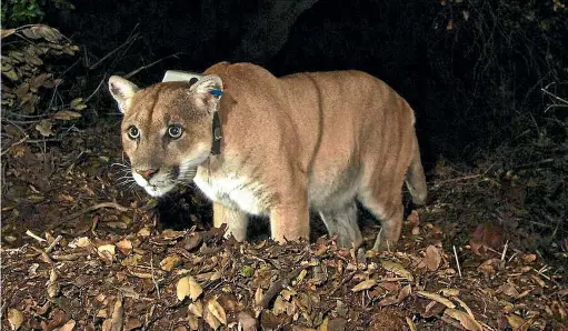  ?? NATIONAL PARK SERVICE ?? The fate of P-22, a mountain lion who lives near Hollywood and has a big fan base, remains unclear. National Park officials say they are optimistic, because the fire in his home, Griffith Park, was fairly small and brief.