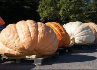  ?? PHOTO PROVIDED BY THE SARATOGA COUNTY CHAMBER OF COMMERCE ?? The 3rd annual Saratoga Giant PumpkinFes­t returns this weekend.