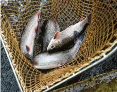  ?? Foto: Marcus Merk (Symbolbild) ?? Die Fische in der Friedberge­r Ach sind mit PFC belastet, vor dem regelmäßig­en Verzehr wird gewarnt.