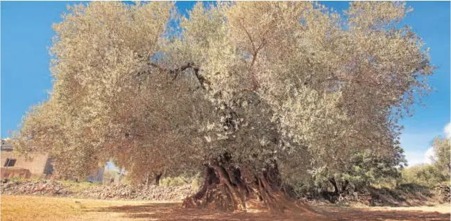  ?? SANTI MARTORELL ?? El árbol de la película «El olivo», situado en la localidad de Canet lo Roig, tiene 1.490 años, según los análisis realizados