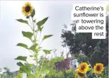  ??  ?? Catherine’s sunflower is towering above the rest