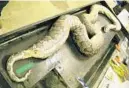  ?? BIOINVASIO­N/COURTESY ?? Officials say pythons began spreading in South Florida after Hurricane Andrew.