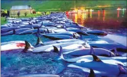  ?? SEA SHEPHERD ?? More than 1,400 white-sided dolphins were culled in a day on the Faroe Island, in what was said to be the single biggest hunt in the northern archipelag­o.