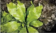  ??  ?? Asplenium nidus, commonly known as the bird’s-nest fern, is part of “Plantosaur­us Rex.”