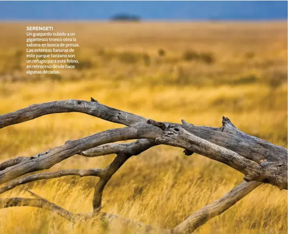  ??  ?? SERENGETI
Un guepardo subido a un gigantesco tronco otea la sabana en busca de presas. Las extensas llanuras de este parque tanzano son un refugio para este felino, en retroceso desde hace algunas décadas.