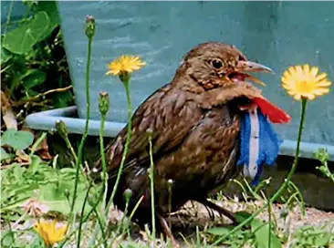  ??  ?? The SPCA has asked for the public’s help after dozens of birds have been spotted in Wellington with trinkets such as tinsel and ribbons attached to their bodies.