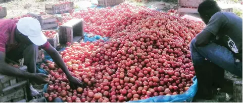  ?? — Picture: Memory Mangombe ?? Seke farmer Mr Dannis Motsi Ngoshi (left) and an unidentifi­ed friend grade tomatoes for the market in Dema last week.