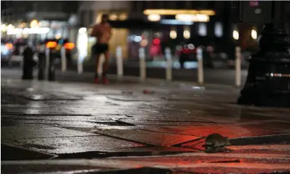  ?? ?? A rat in New York City on 19 October 2022. Photograph: Anadolu Agency/Getty Images