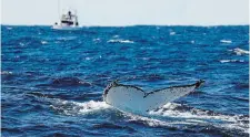  ?? MARK BAKER THE ASSOCIATED PRESS ?? Lonely humpback whales are more likely to sing — but, as population­s grow, whales wail less, a new study suggests.