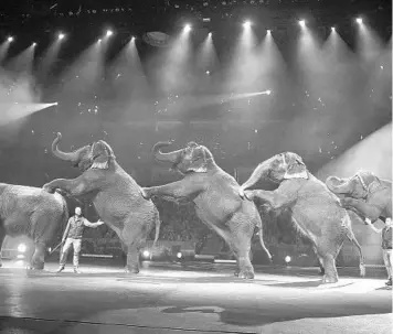  ?? GARY BOGDON/ASSOCIATED PRESS ?? Elephants perform at the Ringling Bros. and Barnum & Bailey Circus in Tampa.