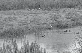  ?? PHOTOS BY SAM OWENS/SAN ANTONIO EXPRESS-NEWS ?? Birds swim in a body of water on the site of the former Woodlake Golf Club, which will become a Bexar County park. Acquisitio­n is expected to close in February, with trails available for public use within a week of the purchase.