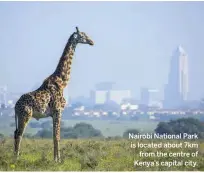  ??  ?? Nairobi National Park is located about 7km from the centre of Kenya’s capital city.