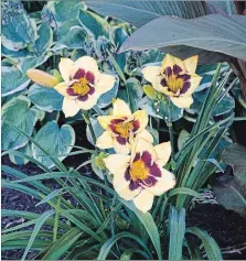  ??  ?? A pretty pairing of canna, and yellow daylilies with a maroon eye, welcomed me home.