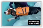  ??  ?? Hydrothera­py helps Buddy.