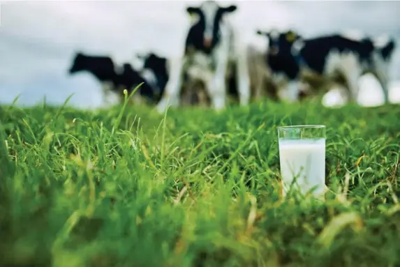  ?? (iStock) ?? Findings have seen risk increased by a third in women who drink milk