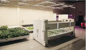  ??  ?? Angus the robot, less C-3PO and more tanning bed, transports plants being grown.
