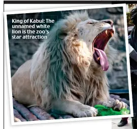  ?? ?? King of Kabul: The unnamed white lion is the zoo’s star attraction