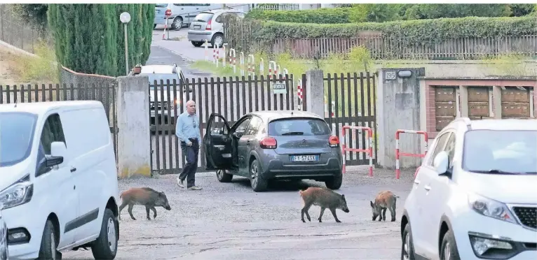  ?? FOTO: GREGORIO BORGIA/AP ?? In Rom gibt es immer mehr Wildschwei­ne, die durch Wohnsiedlu­ngen streunen und im Müll nach Nahrung suchen.