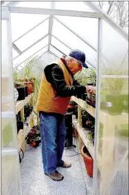  ?? Lynn Atkins/The Weekly Vista ?? A small greenhouse lets Tony LiCausi get a headstart on the season for both his flowers and his vegetables.