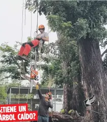  ??  ?? ¿TIENE UN ÁRBOL CAÍDO? Las personas pueden llamar a Para la Naturaleza al (787) 722-5834. También, pueden enviar una foto junto con la dirección o pin de Google Maps a: info@paralanatu­raleza.org.