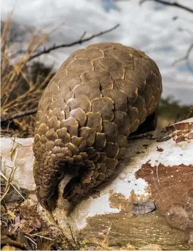  ??  ?? Below: keeping a beady eye out for a tasty snack of ants among the leaf litter. Bottom left: this species’ tongue can be more than 40cm long.