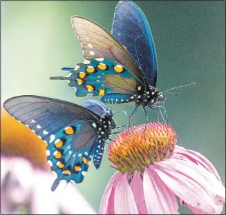  ?? (Submitted photo/Terry Stanfill) ?? Two pipevine swallowtai­ls visit the blooms of a coneflower in June 2019.