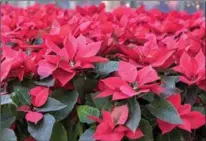  ?? DREAMSTIME ?? Poinsettia­s are not nearly as harmful as a persistent myth says.