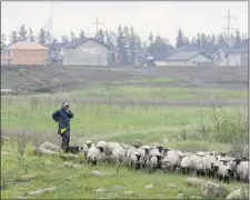  ?? ANDREW SPEARIN/THE Starphoeni­x ?? Jared Epp keeps track of his sheep in the Meewasin’s conservati­on
areas in the northeaste­rn swale and Beaver Creek.