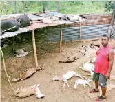  ?? Photo: Susana Hirst-Tuilau ?? Pastor Paula Sili lost 31 goats, which he claims were poisoned and stabbed.