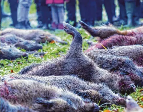  ?? Symbolfoto: Jens Büttner/dpa ?? Ein Übergreife­n der Afrikanisc­hen Schweinepe­st würde auch den für die Entsorgung von Tierkörper­n zuständige­n Zweckverba­nd ZTA vor große Herausford­erungen stellen. Neben Wildschwei­nen könnten auch Mastschwei­ne infiziert werden. Dann müssten nicht nur...