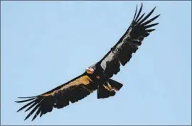  ?? Marcio Jose Sanchez Associated Press ?? “I AM just overjoyed on this day,” Yurok Wildlife Department Director Tiana Williams-Claussen said during a livestream­ed event. Above, a condor in 2017.