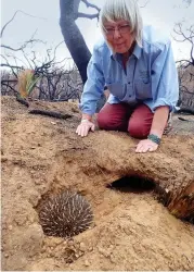  ??  ?? This echidna, photograph­ed halfway through last year by citizen scientist Georgina Swan and uploaded to the EchidnaCSI app, didn’t dig down far enough during a hazard reduction burn in northern Sydney and had its spines melted off.
Peggy Rismiller, on KI, who has been tracking echidnas in the wild for three decades, has spent more time observing these monotremes than anyone else in the world.