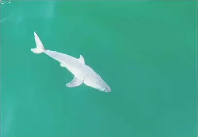  ?? Picture: AFP ?? RARE SIGHT. The 1.5m great white was filmed off the coast of California covered in a strange, milky substance that could be uterine fluid. It is believed to be the first picture of a newborn great white shark.