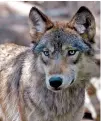  ?? DAWN VILLELLA/ASSOCIATED PRESS FILE PHOTO ?? A gray wolf at the Wildlife Science Center in Forest Lake, Minn. Dozens of American Indian tribes sent a letter Tuesday to Interior Secretary Deb Haaland asking her to place wolves back on the endangered species list.