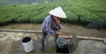  ?? KHAM/REUTERS ?? A farmer works on a tea farm near Hanoi, Vietnam, on Wednesday. NDP Leader Thomas Mulcair’s bid to renegotiat­e the TPP is good politics, but it’s unrealisti­c, Thomas Walkom writes.