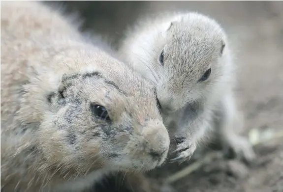  ?? — GETTY IMAGES FILES ?? A black-tailed prairie dog cuddles with its mother. Prairie dogs have a talent for ignoring tantrums. Human parents could benefit from adopting their chill attitudes.