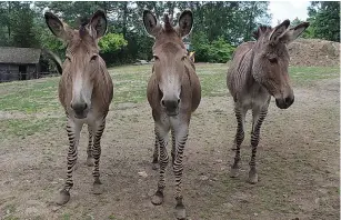  ?? (Ben Sales) ?? ONE OF Steinhardt’s more unique possession­s is his group of zedonks, the offspring of a zebra and a donkey that he calls ‘zonkeys.’