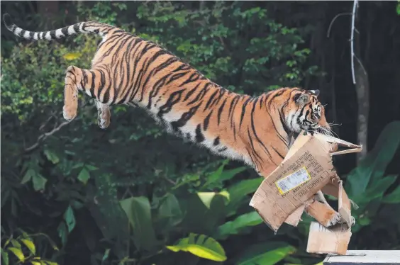  ?? Picture: ADAM HEAD ?? Tiger cub Akasha digs her claws into a birthday present on Tiger Island at Dreamworld.