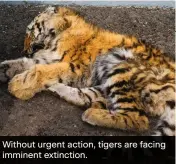  ?? ?? Without urgent action, tigers are facing imminent extinction.
