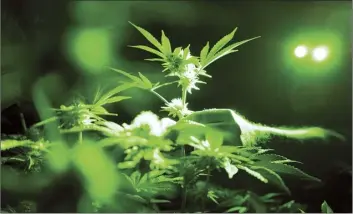  ?? AP file photo ?? Marijuana plants are shown in a grow room in Gardena, Calif. According to research released Wednesday, archaeolog­ists have unearthed the earliest direct evidence of people smoking marijuana from a 2,500-year-old graveyard in western China.