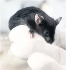  ??  ?? A black laboratory mouse