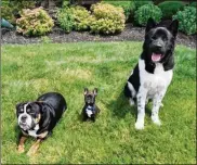  ?? EMILY KRONENBERG­ER/STAFF ?? Titus, Mox and Frank are part of the dog program at Trinity Community of Beavercree­k. Owned by Joe Bertke, environmen­t service director, they visit residents at the nursing home.